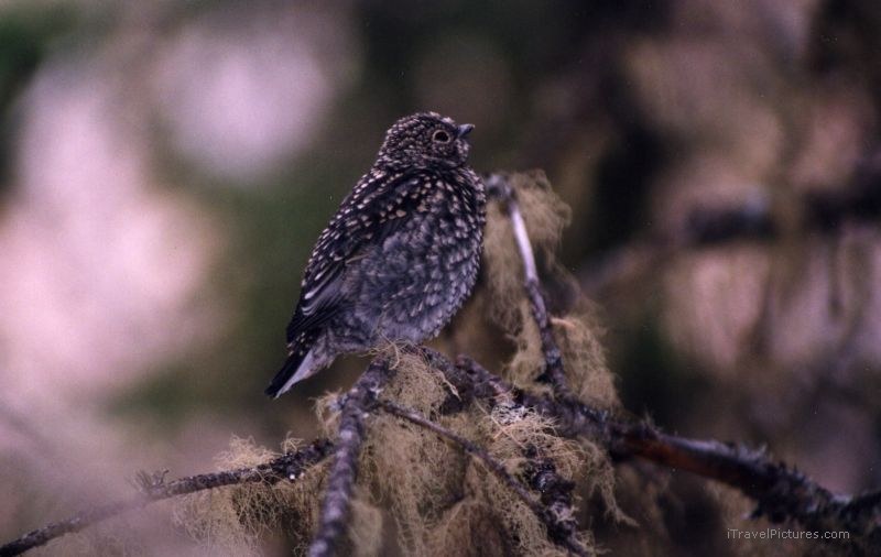 Banff National park bird